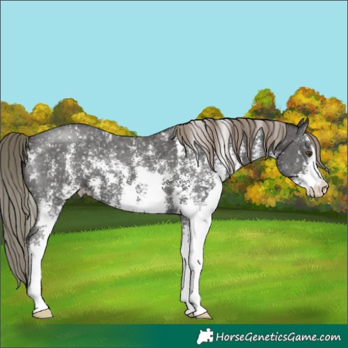 Horse Color:Liver Chestnut Mushroom Sabino Appaloosa
