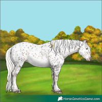 Horse Color:Liver Chestnut Mushroom Sabino 