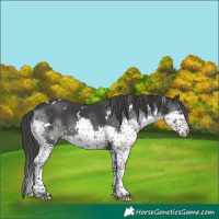 Horse Color:White Spotted Black Splash Rabicano