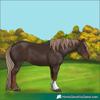 Horse Color:White Spotted Liver Chestnut Tobiano Rabicano 