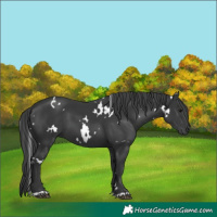 Horse Color:White Spotted Black 