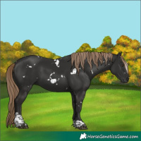 Horse Color:White Spotted Liver Chestnut Tobiano
