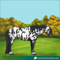 Horse Color:Brown Tobiano Appaloosa 