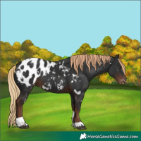 Horse Color:White Spotted Liver Chestnut Tobiano Appaloosa Rabicano 