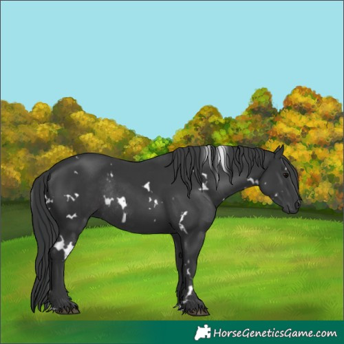 Horse Color:White Spotted Black Rabicano 