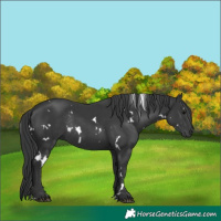 Horse Color:White Spotted Black Rabicano 