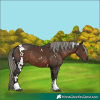 Horse Color:White Spotted Liver Chestnut Mushroom Tobiano Rabicano