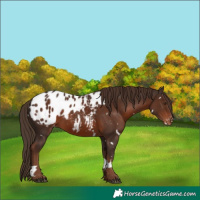 Horse Color:White Spotted Liver Chestnut Appaloosa