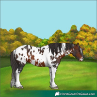 Horse Color:White Spotted Brown Tobiano Appaloosa