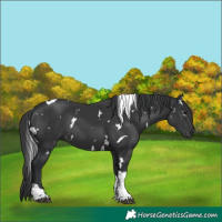 Horse Color:White Spotted Black Mushroom Tobiano Rabicano 