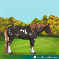 Horse Color:White Spotted Liver Chestnut