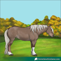 Horse Color:White Spotted Liver Red Dun Mushroom Tobiano Rabicano 