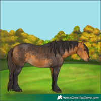 Horse Color:Buckskin