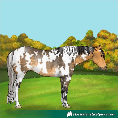Horse Color:White Spotted Buckskin Rabicano 