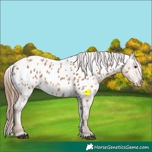 Horse Color:Red Dun Near Leopard 