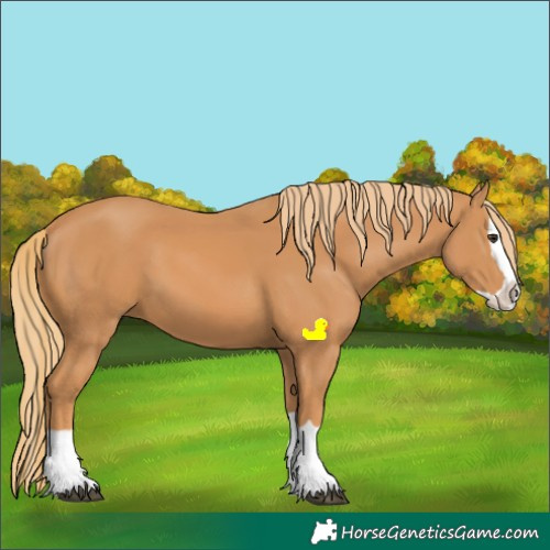 Horse Color:Chestnut Splash 