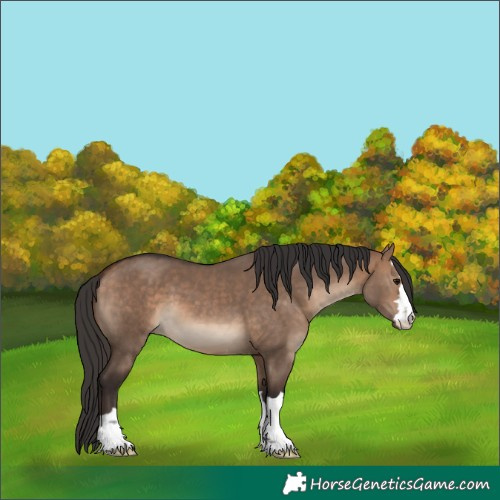 Horse Color:Bay Dun 