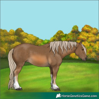 Horse Color:Chocolate Palomino Tobiano
