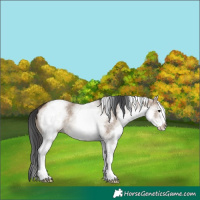 Horse Color:White Spotted Brown Dun 