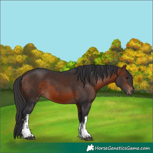 Horse Color:White Spotted Brown 