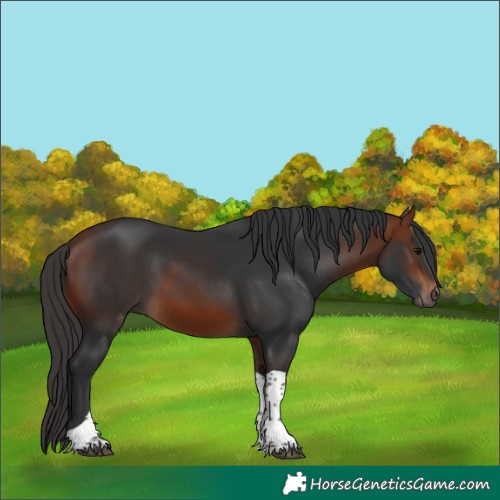 Horse Color:Bay Tobiano 