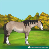 Horse Color:White Spotted Bay Dun