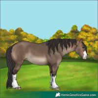 Horse Color:Brown Dun