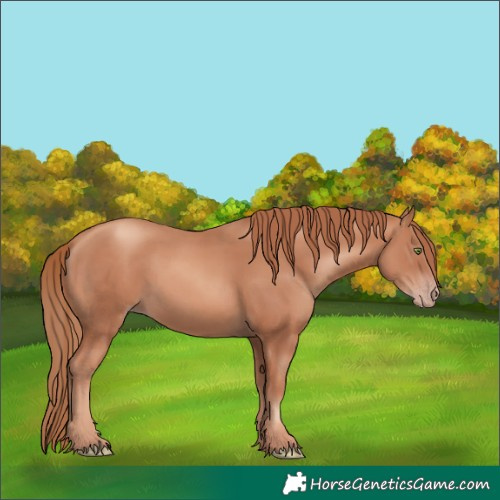 Horse Color:White Spotted Gold Champagne Rabicano 