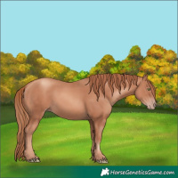 Horse Color:White Spotted Gold Champagne Rabicano
