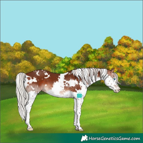 Horse Color:White Spotted Silver Brown Splash 