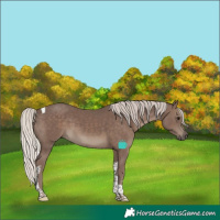 Horse Color:Silver Black Tobiano