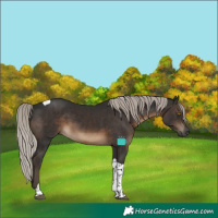 Horse Color:Gray Silver Black Tobiano