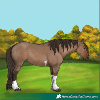 Horse Color:Liver Red Dun Tobiano Rabicano 