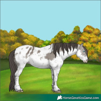 Horse Color:Grullo Splash Tobiano Appaloosa