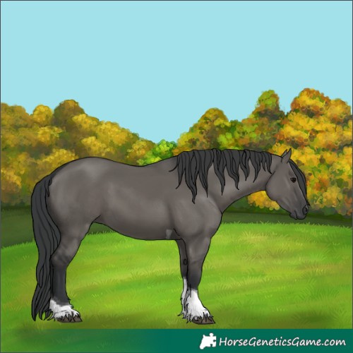 Horse Color:Grullo Tobiano Rabicano 