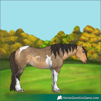 Horse Color:Buckskin Dun Tobiano Rabicano 