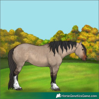 Horse Color:Bay Dun Tobiano Rabicano