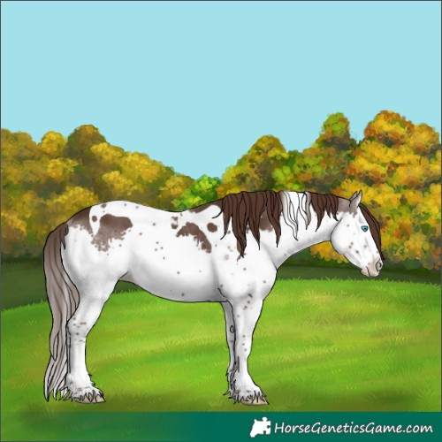 Horse Color:Liver Chestnut Splash Tobiano