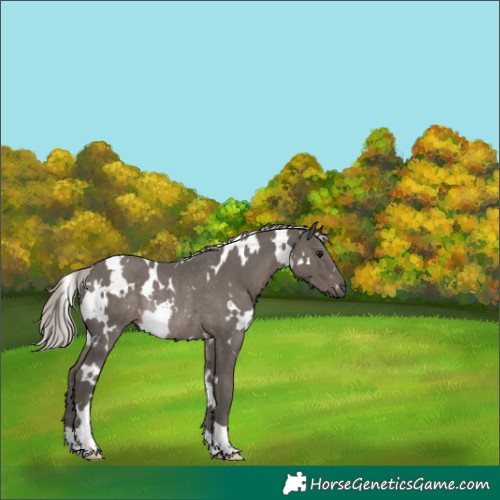 Horse Color:White Spotted Silver Black Rabicano 
