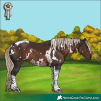 Horse Color:White Spotted Liver Chestnut Tobiano Rabicano 