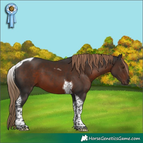 Horse Color:Liver Chestnut Tobiano 