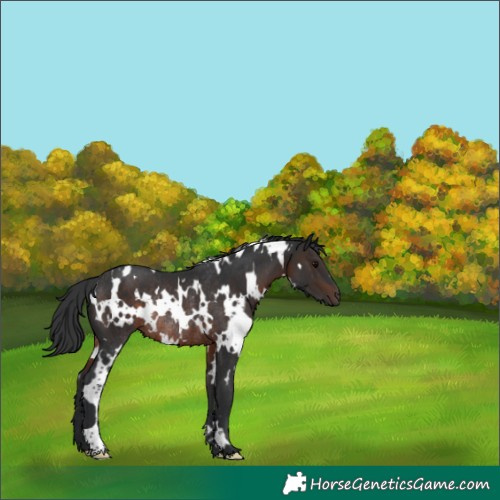 Horse Color:White Spotted Brown Rabicano