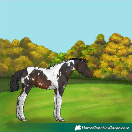 Horse Color:White Spotted Brown Tobiano 