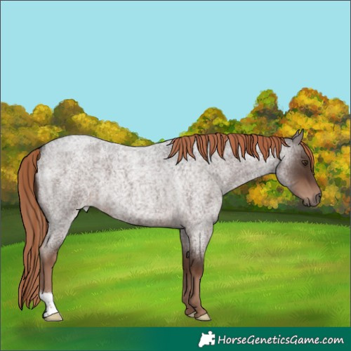 Horse Color:Liver Red Roan 