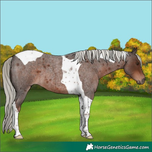 Horse Color:Liver Red Roan Mushroom Tobiano