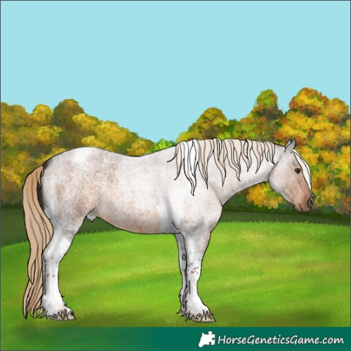 Horse Color:Chocolate Palomino Roan Tobiano 