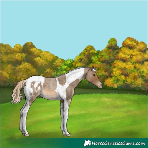 Horse Color:Chocolate Palomino Roan Tobiano Appaloosa 