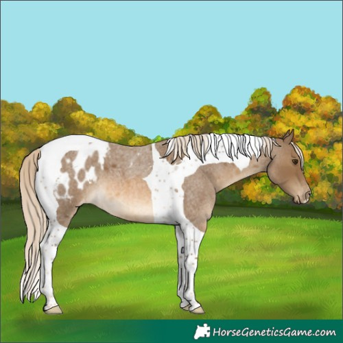 Horse Color:Chocolate Palomino Roan Tobiano Blanket 