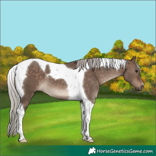 Horse Color:Silver Brown Dun Tobiano 