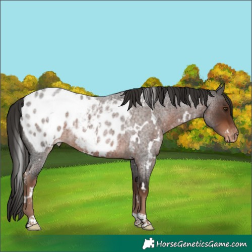 Horse Color:White Spotted Liver Red Roan Blanket 